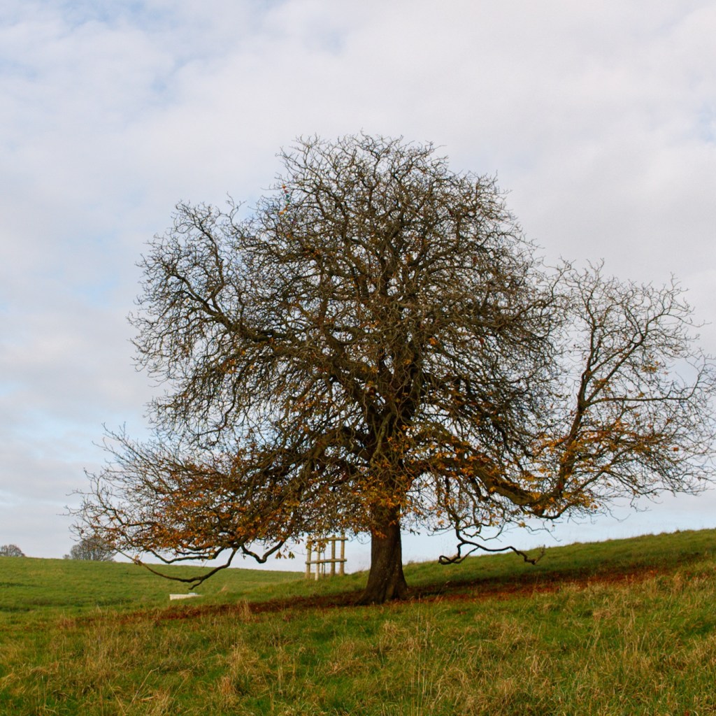 Dyrham Park in&nbsp;December