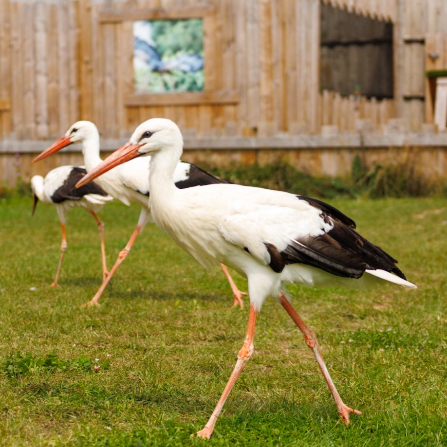 Millets Falconry Centre