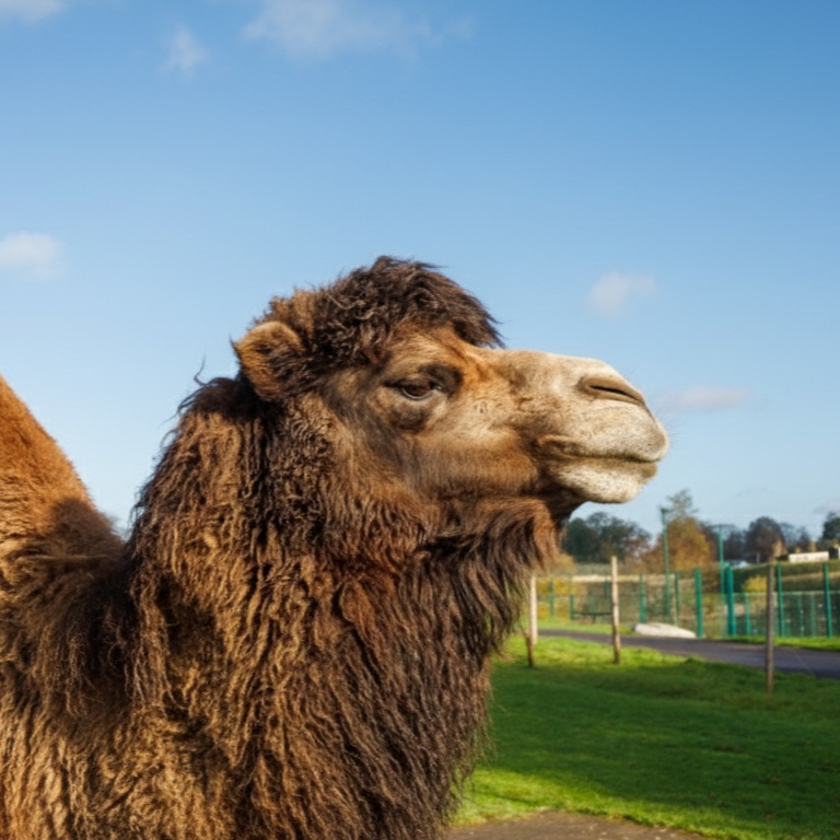 Noah’s Ark Zoo&nbsp;Farm